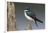Tree Swallow-Ken Archer-Framed Photographic Print