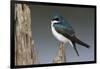 Tree Swallow-Ken Archer-Framed Photographic Print