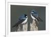 Tree Swallows-Ken Archer-Framed Photographic Print