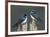 Tree Swallows-Ken Archer-Framed Photographic Print