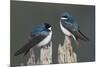 Tree Swallows-Ken Archer-Mounted Photographic Print