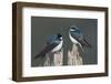 Tree Swallows-Ken Archer-Framed Photographic Print