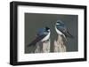 Tree Swallows-Ken Archer-Framed Photographic Print