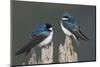 Tree Swallows-Ken Archer-Mounted Photographic Print