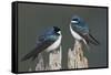 Tree Swallows-Ken Archer-Framed Stretched Canvas