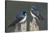 Tree Swallows-Ken Archer-Stretched Canvas