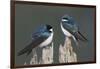 Tree Swallows-Ken Archer-Framed Photographic Print