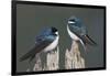 Tree Swallows-Ken Archer-Framed Photographic Print