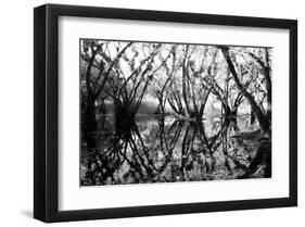 Tree Symphony-Jan Michael Ringlever-Framed Art Print