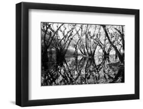 Tree Symphony-Jan Michael Ringlever-Framed Art Print