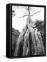 Tree Ta Prohm, Angkor, Cambodia-Walter Bibikow-Framed Stretched Canvas