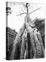 Tree Ta Prohm, Angkor, Cambodia-Walter Bibikow-Stretched Canvas