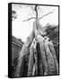 Tree Ta Prohm, Angkor, Cambodia-Walter Bibikow-Framed Stretched Canvas