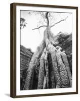 Tree Ta Prohm, Angkor, Cambodia-Walter Bibikow-Framed Premium Photographic Print