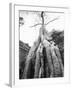 Tree Ta Prohm, Angkor, Cambodia-Walter Bibikow-Framed Premium Photographic Print