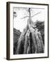 Tree Ta Prohm, Angkor, Cambodia-Walter Bibikow-Framed Premium Photographic Print