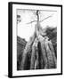 Tree Ta Prohm, Angkor, Cambodia-Walter Bibikow-Framed Premium Photographic Print