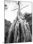 Tree Ta Prohm, Angkor, Cambodia-Walter Bibikow-Mounted Premium Photographic Print