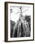 Tree Ta Prohm, Angkor, Cambodia-Walter Bibikow-Framed Photographic Print