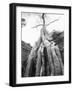 Tree Ta Prohm, Angkor, Cambodia-Walter Bibikow-Framed Photographic Print