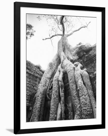 Tree Ta Prohm, Angkor, Cambodia-Walter Bibikow-Framed Photographic Print