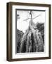 Tree Ta Prohm, Angkor, Cambodia-Walter Bibikow-Framed Photographic Print