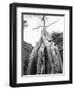 Tree Ta Prohm, Angkor, Cambodia-Walter Bibikow-Framed Photographic Print