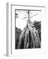 Tree Ta Prohm, Angkor, Cambodia-Walter Bibikow-Framed Photographic Print