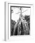 Tree Ta Prohm, Angkor, Cambodia-Walter Bibikow-Framed Photographic Print