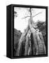 Tree Ta Prohm, Angkor, Cambodia-Walter Bibikow-Framed Stretched Canvas