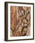 Tree Texture Triptych I-Norm Stelfox-Framed Photographic Print