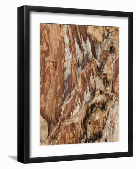 Tree Texture Triptych I-Norm Stelfox-Framed Photographic Print