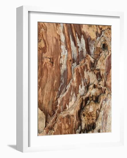 Tree Texture Triptych I-Norm Stelfox-Framed Photographic Print