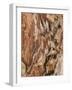 Tree Texture Triptych I-Norm Stelfox-Framed Photographic Print