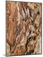 Tree Texture Triptych I-Norm Stelfox-Mounted Photographic Print