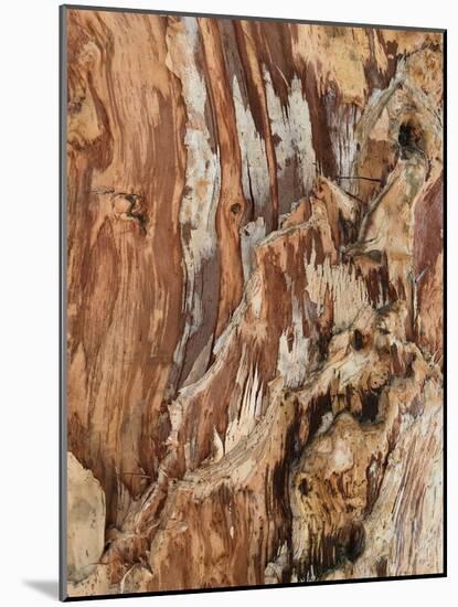 Tree Texture Triptych I-Norm Stelfox-Mounted Photographic Print