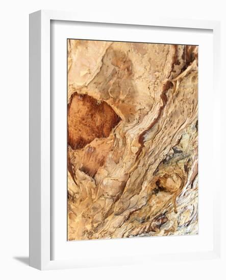 Tree Texture Triptych II-Norm Stelfox-Framed Photographic Print