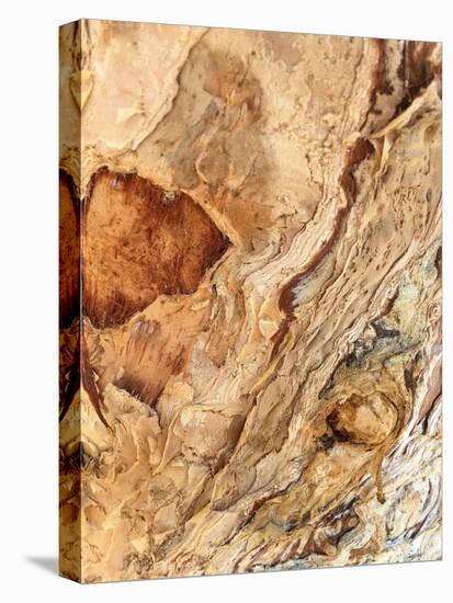 Tree Texture Triptych II-Norm Stelfox-Stretched Canvas