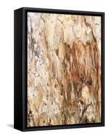 Tree Texture Triptych III-Norm Stelfox-Framed Stretched Canvas