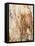 Tree Texture Triptych III-Norm Stelfox-Framed Stretched Canvas