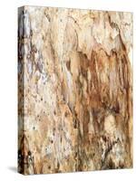 Tree Texture Triptych III-Norm Stelfox-Stretched Canvas