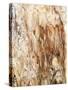 Tree Texture Triptych III-Norm Stelfox-Stretched Canvas
