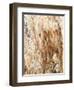 Tree Texture Triptych III-Norm Stelfox-Framed Premium Photographic Print