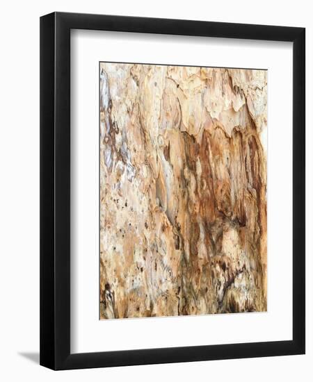 Tree Texture Triptych III-Norm Stelfox-Framed Premium Photographic Print