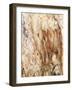 Tree Texture Triptych III-Norm Stelfox-Framed Photographic Print