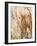 Tree Texture Triptych III-Norm Stelfox-Framed Photographic Print