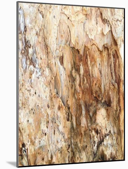 Tree Texture Triptych III-Norm Stelfox-Mounted Photographic Print