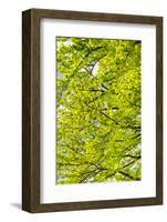 Tree Top of a Beech in the Spring-Wolfgang Filser-Framed Photographic Print