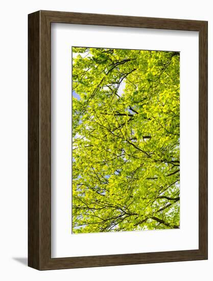 Tree Top of a Beech in the Spring-Wolfgang Filser-Framed Photographic Print