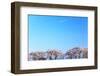 Tree Top View of Cherry Blossom-imagewerks-Framed Photographic Print